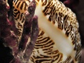Molusco gastrópode epibionte de gorgônia