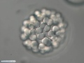 Embrião de bolacha-do-mar durante sétima clivagem