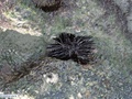 Ouriço-do-mar-preto ou pindá
