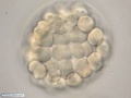 Embrião de bolacha-do-mar durante clivagens