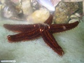 Estrela-do-mar liberando gametas