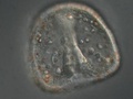 Larva prisma de uma bolacha-do-mar
