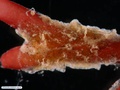 Ctenóforo bentônico sobre alga vermelha