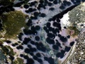 Ouriço-do-mar preto