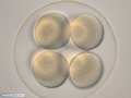 Embrião de bolacha-do-mar com 8 células