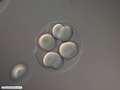 Embrião de bolacha-do-mar durante terceira clivagem