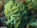 Coral-cérebro
