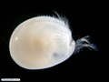 Ostracoda