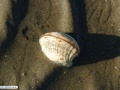 Bivalves