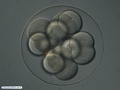 Embrião de bolacha-do-mar durante a quarta clivagem